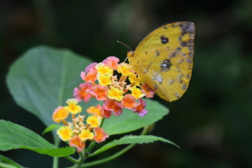 An Orange-barred Sulfur lands in the gardens for a nectar feast.