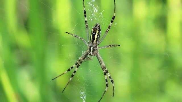 Garden spider. Araneus diadematus