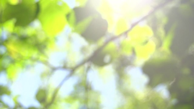 Blurred nature background with sun flare