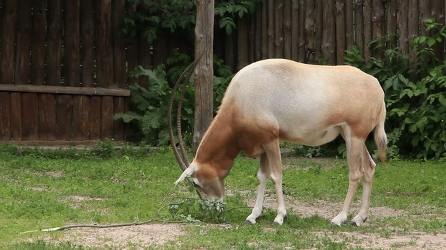 Oryx - Scimitar-horned oryx gazella