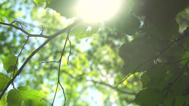 Summer nature. Sun shining through green leaves