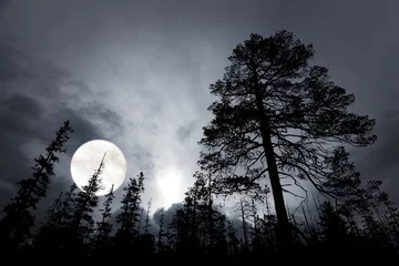Foto op Plexiglas spookachtig bos met silhouetten van bomen © Pink Badger