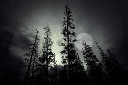 Fototapeta Spooky forest