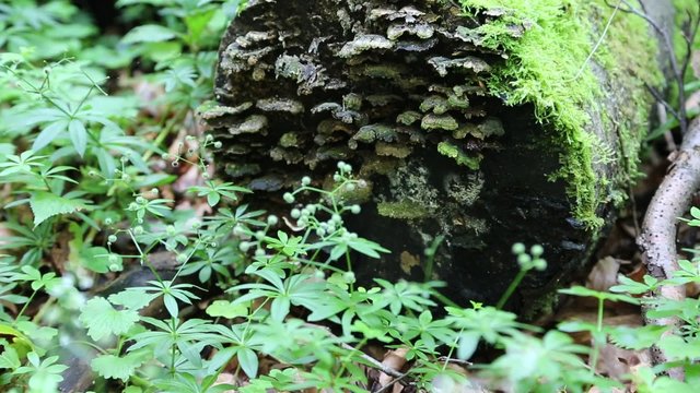 Green moss and sound of water from small brook in forest