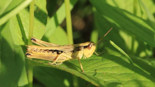 Green grasshopper defecates