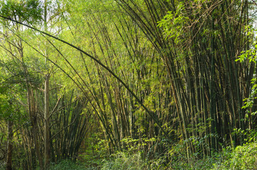 Fototapeta na wymiar floresta de bambu em um parque de São Paulo, Brasil