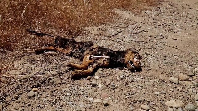 Dead dog lying on earth road