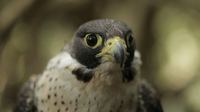 Peregrine falcon close-up looking directly at camera.