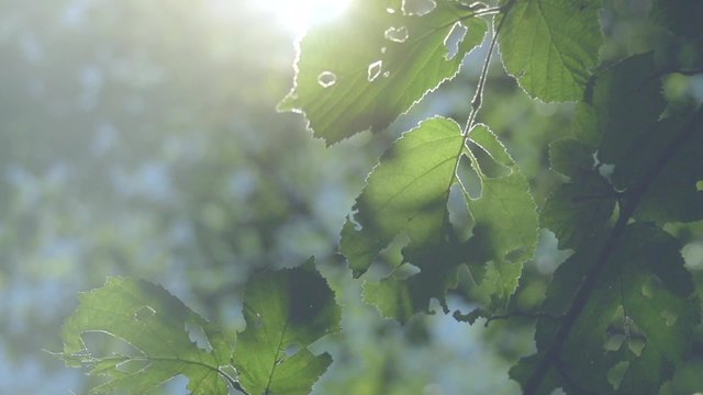 Summer nature. Sun shining through green leaves
