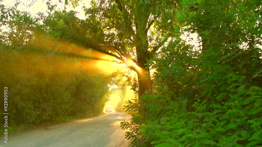 Sticker Beautiful view of road through the green wood