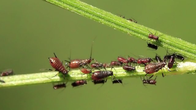 Aphids