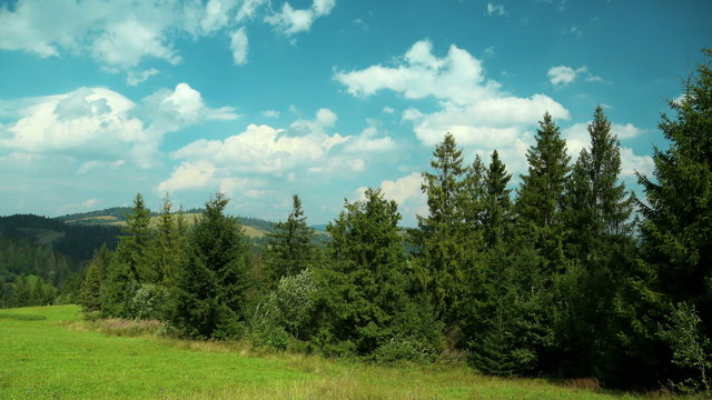 4K Timelapse of clouds and beautiful green coniferous trees