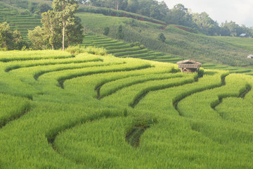 Terraced Rice fields