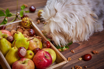 Apples and pears and dog