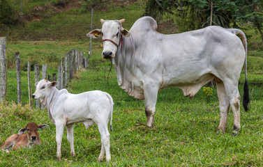 Touro e bezerro