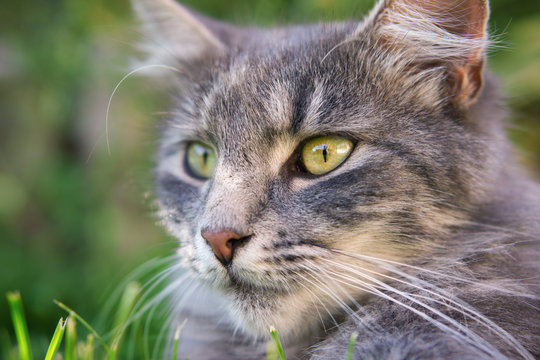 Close up photo from a cute domestic cat outdoor