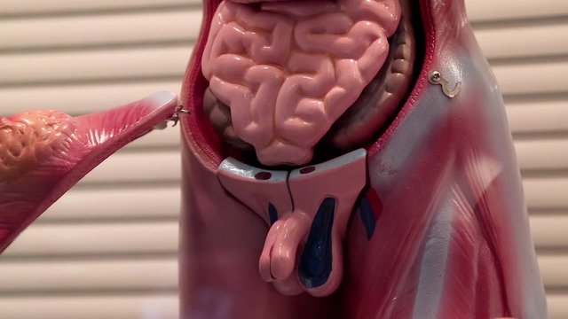 Model of human internal organs