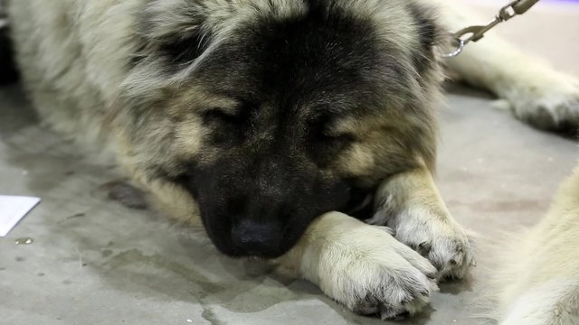 Caucasian shepherd dogs
