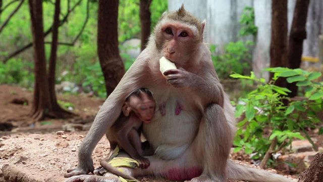 Rhesus macaque with a cub sits on the ground and eats banana