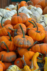 Pumpkin pile