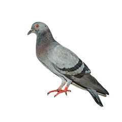 pigeon isolated on white