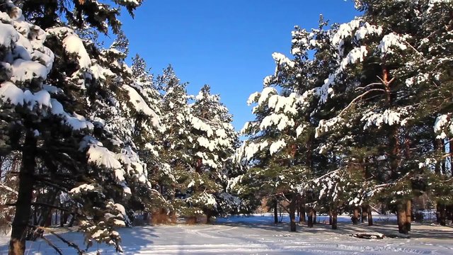 Pine-trees under snow