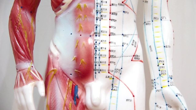 Organization of the human body