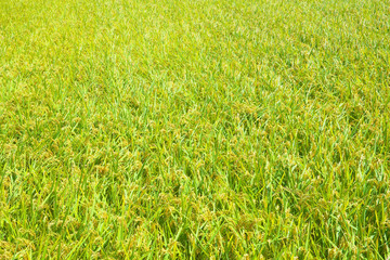 Rice plant in rice field