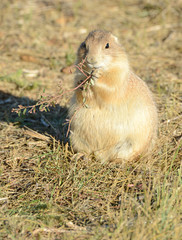 Naklejka na ściany i meble Prairie dogs are burrowing rodents native to several Rocky Mountain and Great Plains states and live in large communities underground.