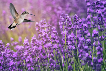 Kolibry żerujące na dzikich kwiatach - 92995141