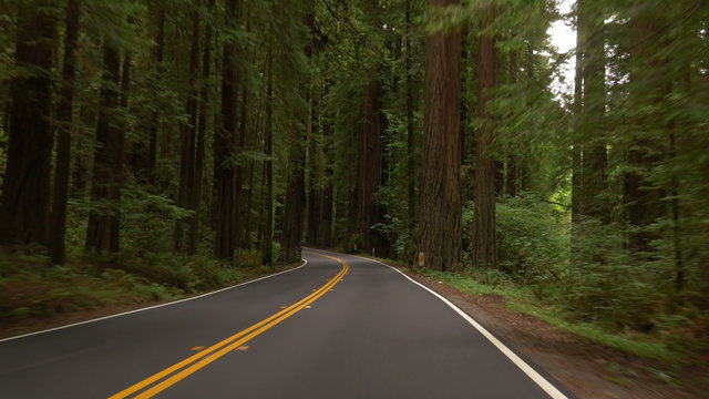 Driving on Avenue of the Giants through Humboldt Redwoods State Park, Northern California.