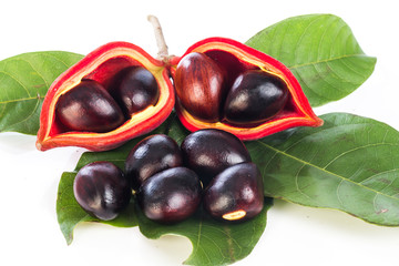 Sterculia monosperma