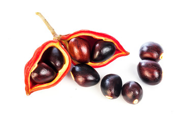 Sterculia monosperma