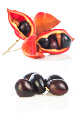 Sterculia monosperma