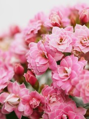 カランディーバの花