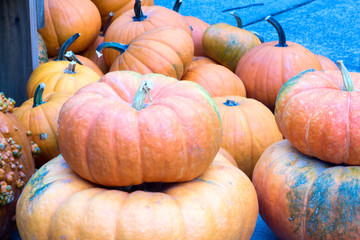 Pumpkins/ Orange pumpkins on the ground.