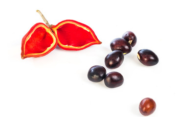 Sterculia monosperma