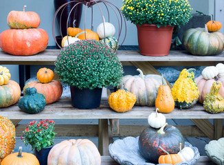 Pumpkins and Plants/ An assortment of pumpkins and plants on wooden shelves.