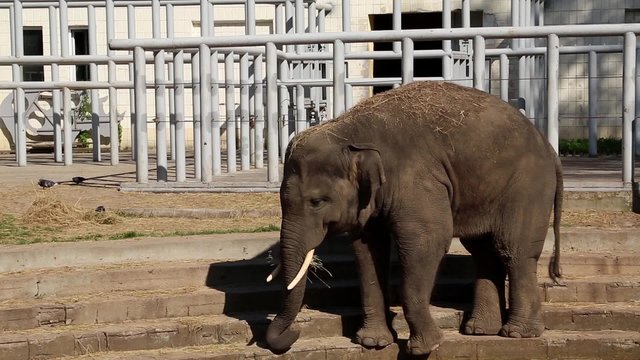 Elephant