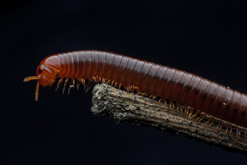 close up of the millipede walkking on wood
