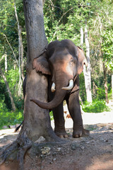 Thai Elephant