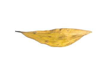 Fototapeta premium dry leaf on white background