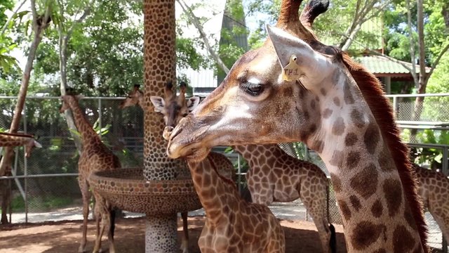 Giraffes in zoological garden