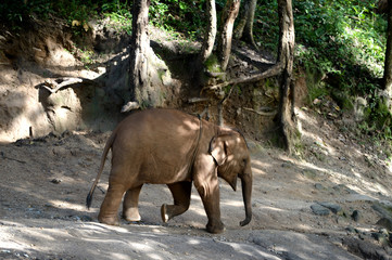 Thai Elephant