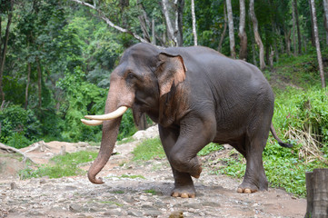 Thai Elephant