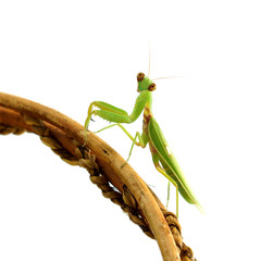 Female  Asia Mantis (Hierodula patellifera) on white background.