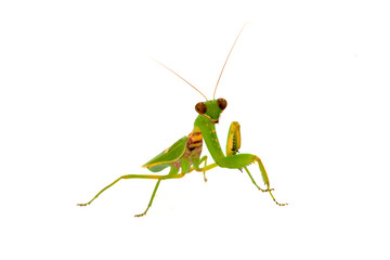 Female  Asia Mantis (Hierodula patellifera) on white background.