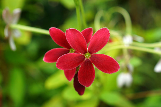 red and pink flower of Rangoon creeper on tree.