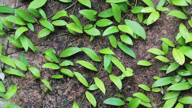 Clambering plants on the stone and sound of cicadas