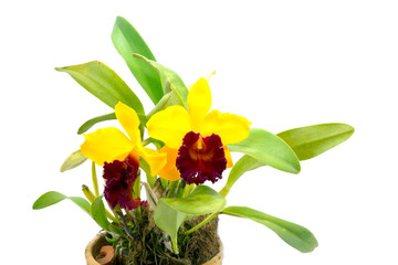 orange and red orchid cattleya close up
